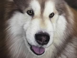 Malik 'Alaskan Malamute' Image